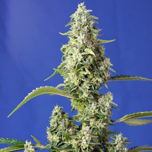 Gorilla Girl XL Auto - Sweet Seeds - Autoflowering Samen