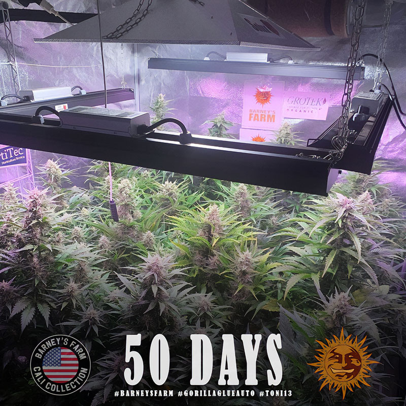 Gorilla Glue Auto autoflowering Cannabissamen, Ansicht 3