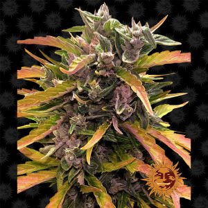 Gorilla Glue Auto - Barney's Farm - Autoflowering Samen