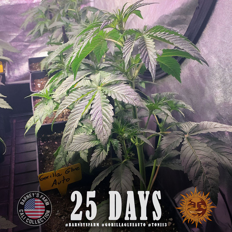 Gorilla Glue Auto autoflowering Cannabissamen, Ansicht 4