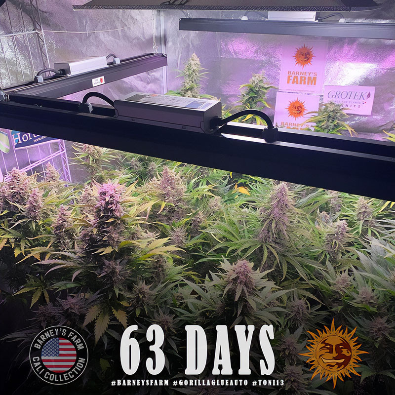 Gorilla Glue Auto autoflowering Cannabissamen, Ansicht 5