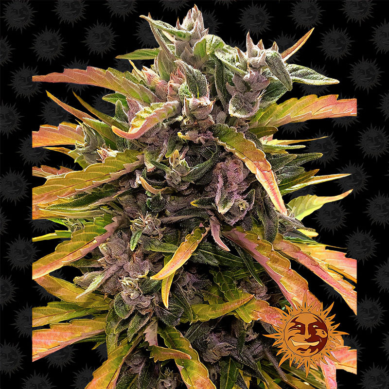 Gorilla Glue Auto - Barney's Farm - Autoflowering Samen