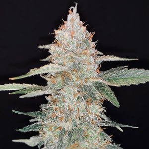 Gorilla Glue Auto - FastBuds - Autoflowering Samen