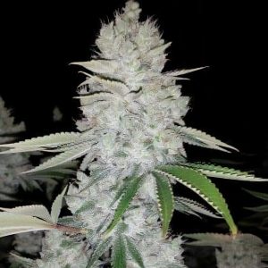 Gorilla Glue feminisierte Cannabissamen von MDLG Seeds