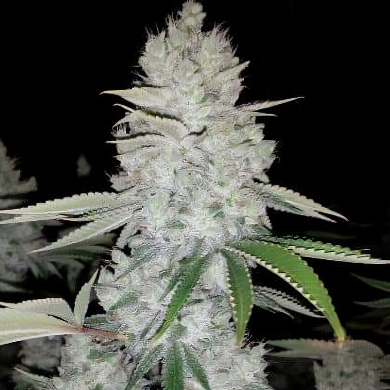 Gorilla Glue feminisierte Cannabissamen von MDLG Seeds