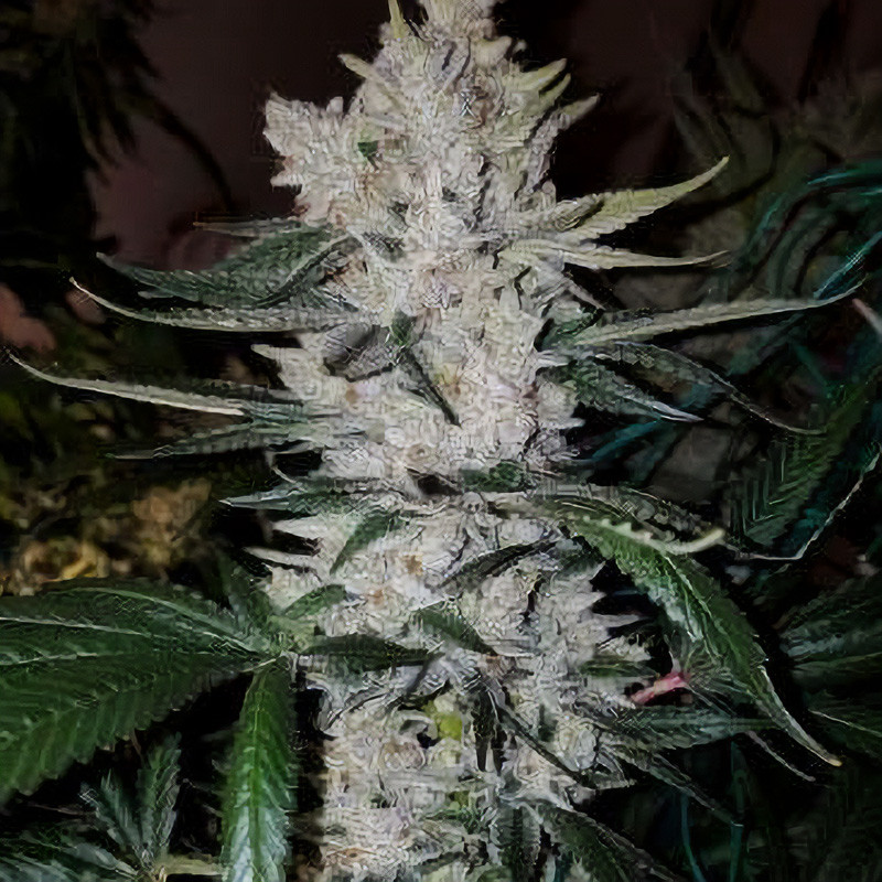 Gorilla Glue feminisierte Cannabissamen, Ansicht 2