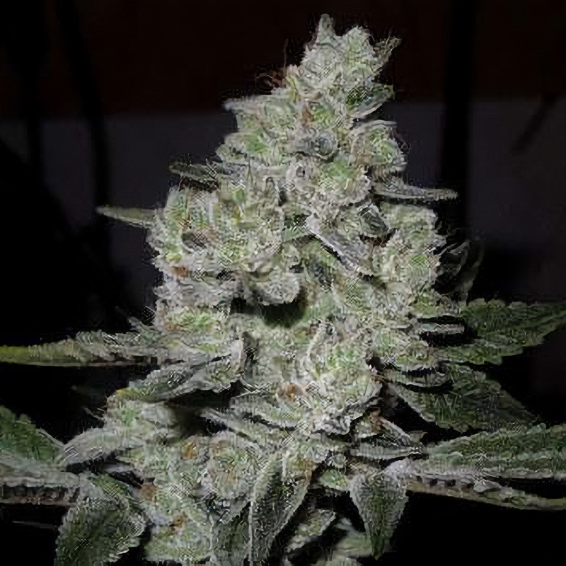 Gorilla Glue feminisierte Cannabissamen, Ansicht 3
