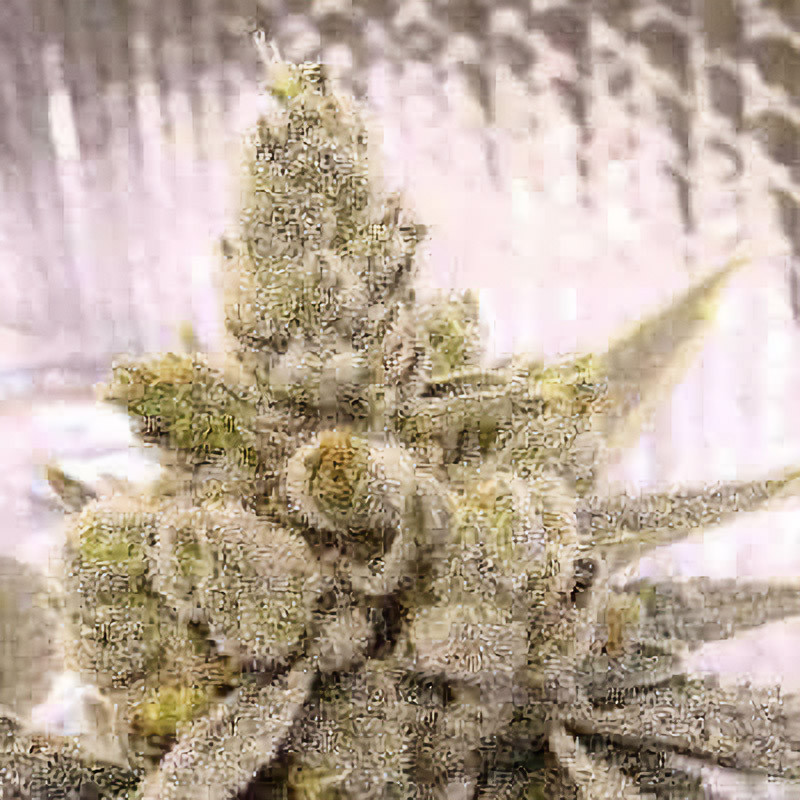 Gorilla Glue feminisierte Cannabissamen, Ansicht 4