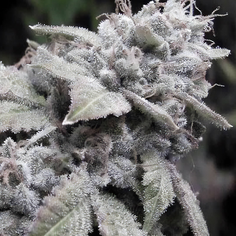 Gorilla Glue feminisierte Cannabissamen, Ansicht 5