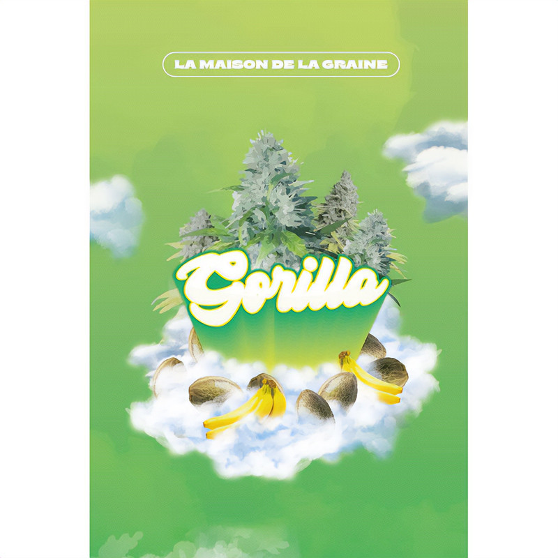Gorilla Glue feminisierte Cannabissamen, Ansicht 6