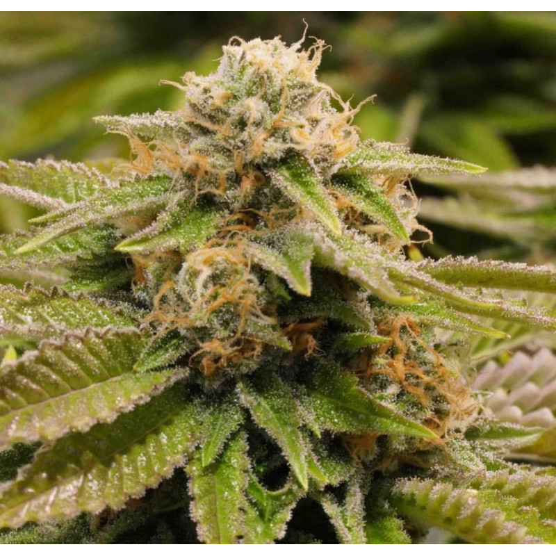 Gorilla Kush feminisierte Cannabissamen kaufen