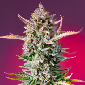 Gorilla Sherbet F1 Fast Version - Sweet Seeds - feminisierte Samen