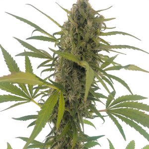 Gorilla Snow Ultra CBD - Elite Seeds - Samen