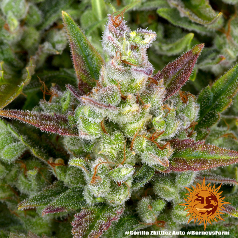 Gorilla Zkittlez Auto autoflowering Cannabissamen, Ansicht 3