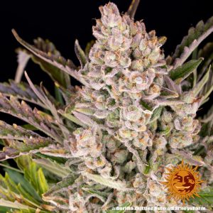 Gorilla Zkittlez Auto - Barney's Farm - Autoflowering Samen