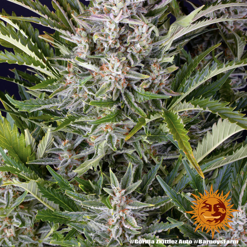Gorilla Zkittlez Auto autoflowering Cannabissamen, Ansicht 4