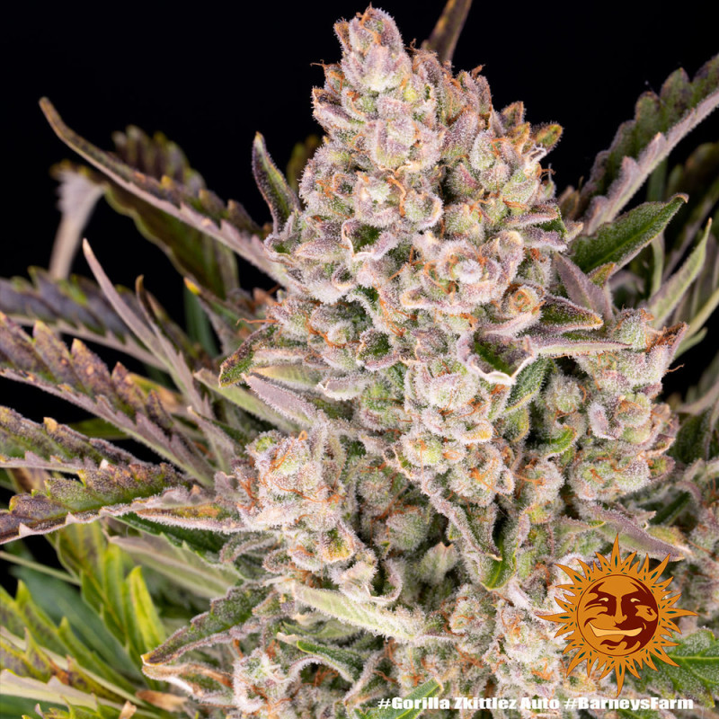 Gorilla Zkittlez Auto - Barney's Farm - Autoflowering Samen