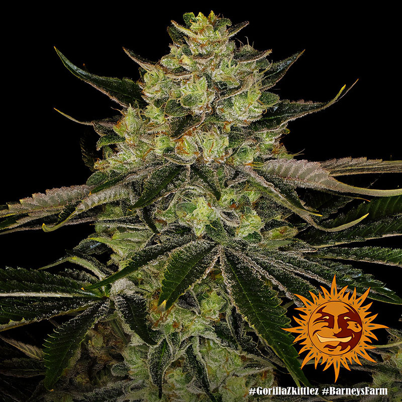 Gorilla Zkittlez feminisierte Cannabissamen, Ansicht 2