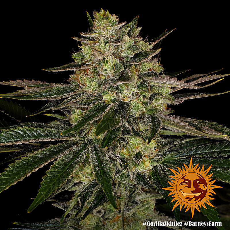 Gorilla Zkittlez feminisierte Cannabissamen, Ansicht 3
