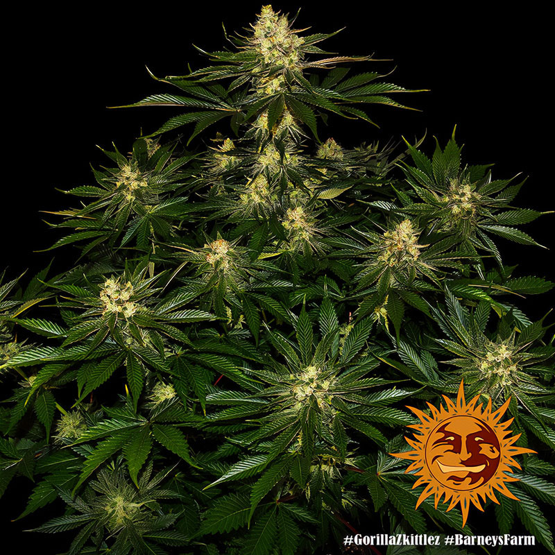 Gorilla Zkittlez feminisierte Cannabissamen, Ansicht 4
