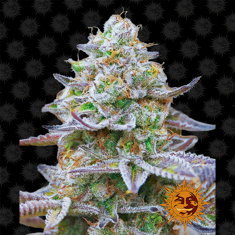Gorilla Zkittlez - Barney's Farm - feminisierte Samen