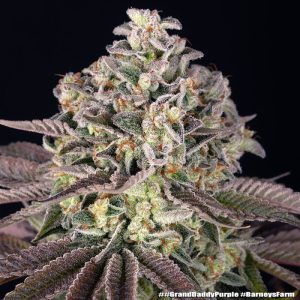 GrandDaddy Purple - Barney's Farm - feminisierte Samen