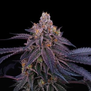 Granita - Perfect Tree - feminisierte Samen