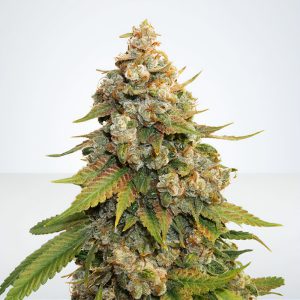 Grape Ape feminisierte Cannabissamen kaufen