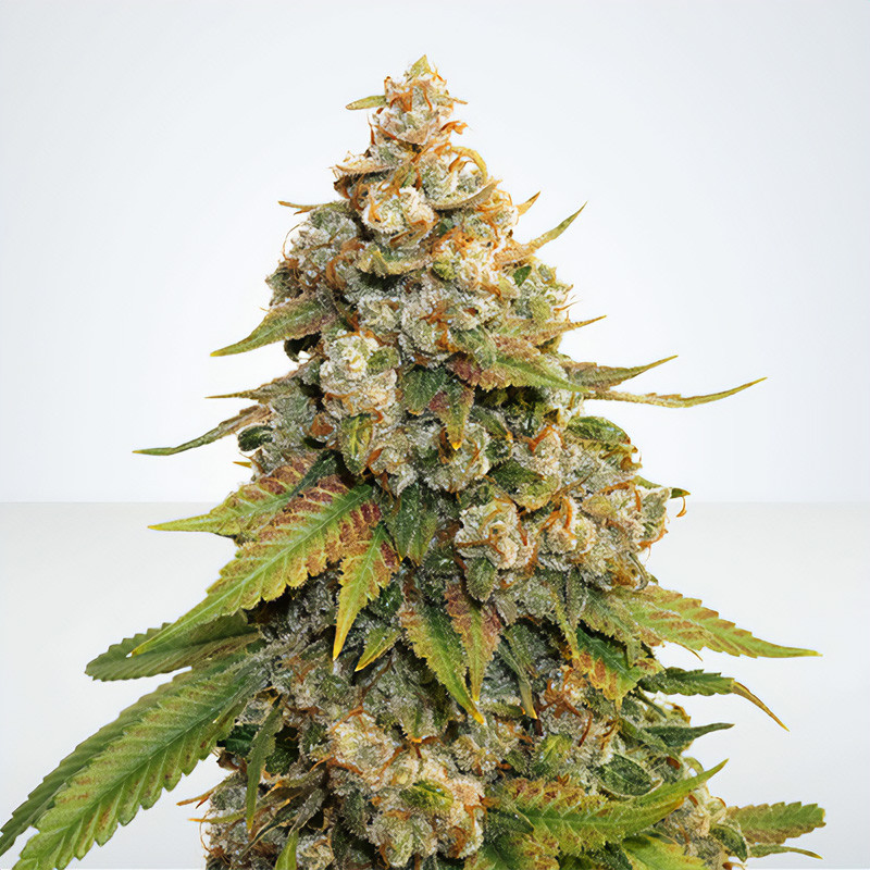 Grape Ape feminisierte Cannabissamen kaufen