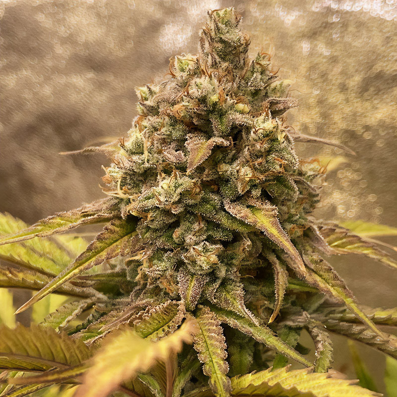 Grape Ape feminisierte Cannabissamen, Ansicht 2