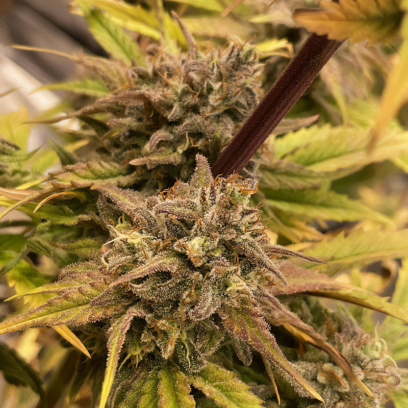 Grape Ape feminisierte Cannabissamen, Ansicht 3