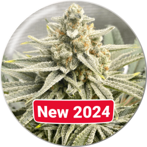 Grape Fuel - Medical Seeds - feminisierte Samen
