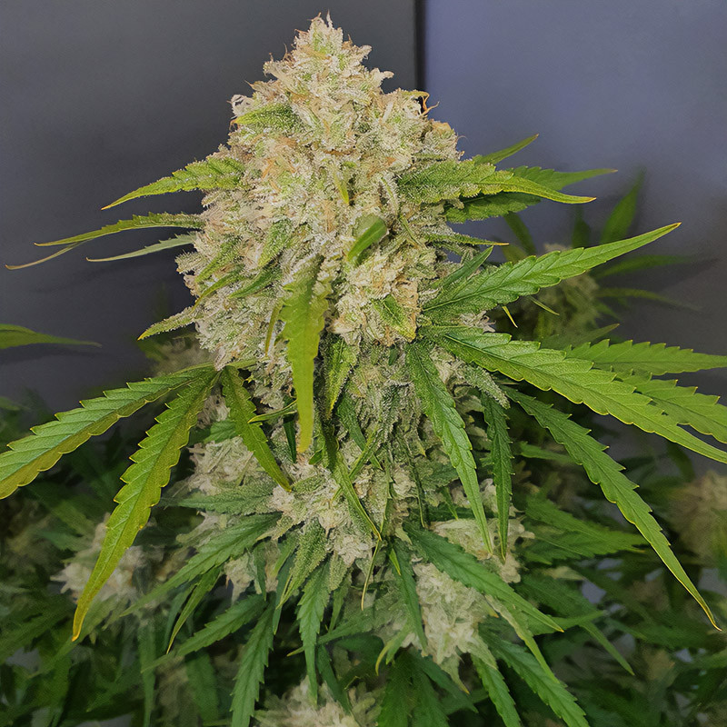 Grapefruit Matic autoflowering Cannabissamen, Ansicht 2