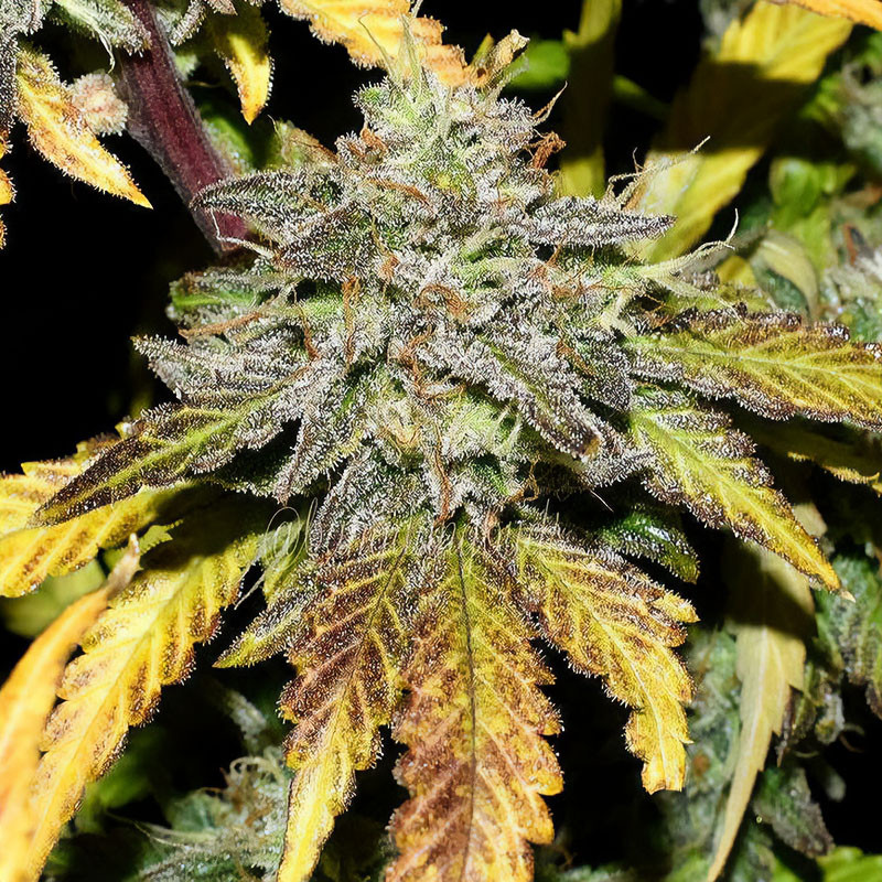 Grapefruit Matic autoflowering Cannabissamen, Ansicht 3