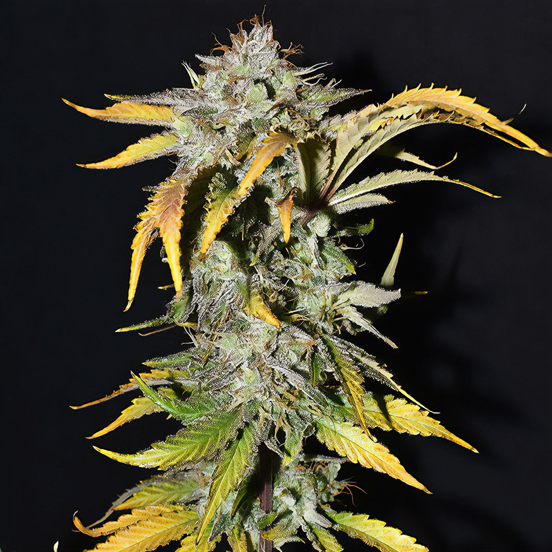 Grapefruit Matic - FastBuds - Autoflowering Samen