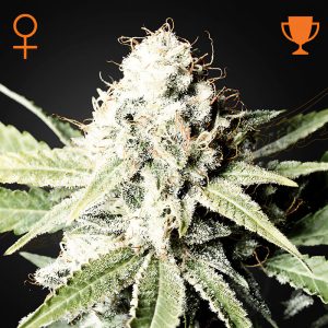 Great White Shark - Green House Seeds - feminisierte Samen