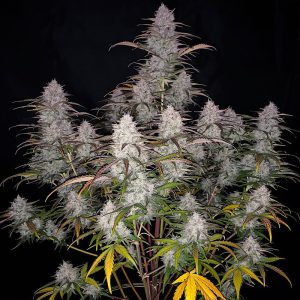 Green Crack Auto - FastBuds - Autoflowering Samen