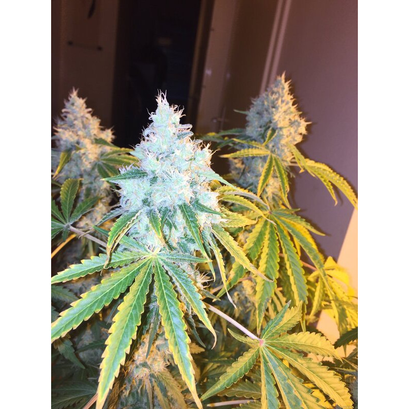 Green Crack feminisierte Cannabissamen, Ansicht 2