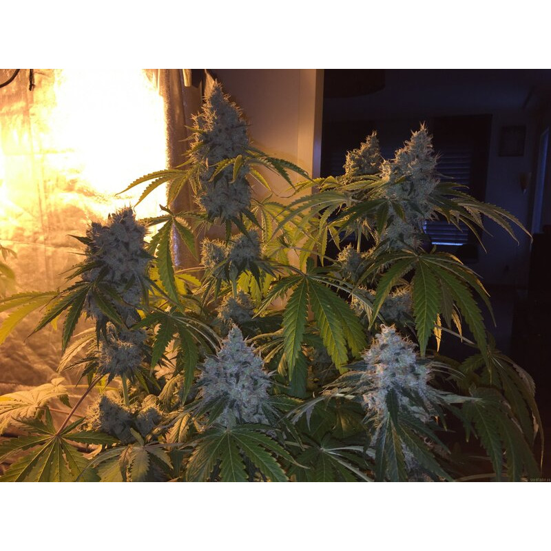 Green Crack feminisierte Cannabissamen, Ansicht 3