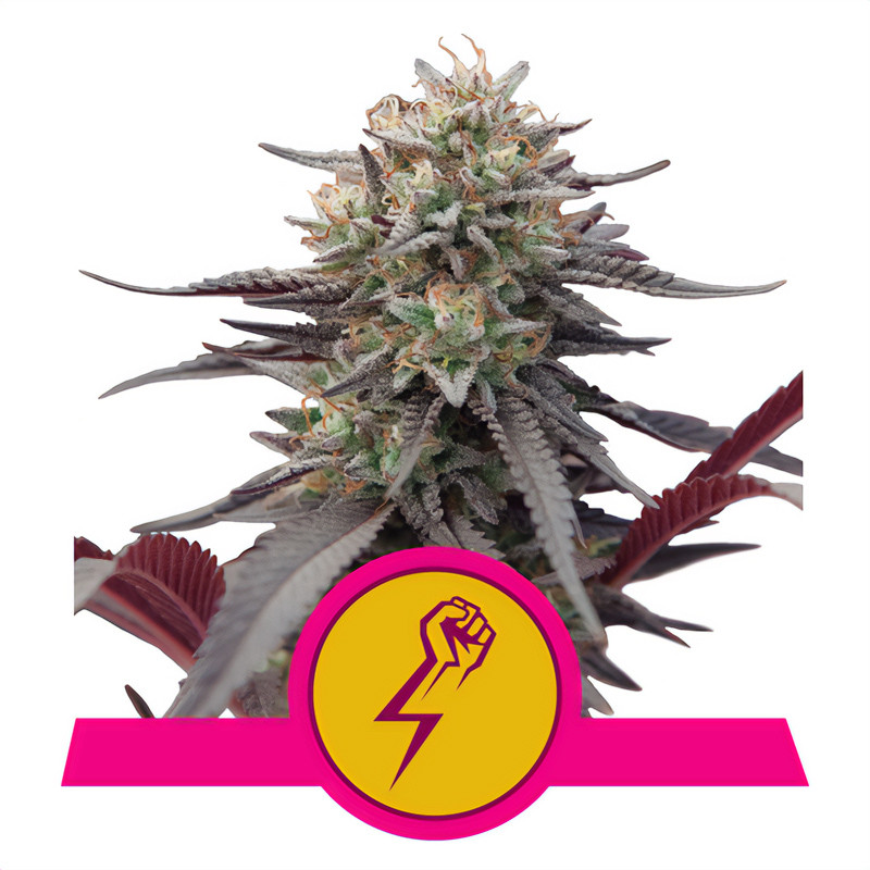 Green Crack Punch - Royal Queen Seeds - feminisierte Samen