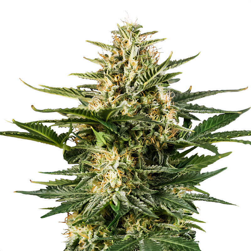 Green Gelato Royal Queen Seeds Autoflowering Cannabissamen, Ansicht 3