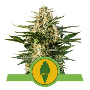 Green Gelato - Royal Queen Seeds - Autoflowering Samen