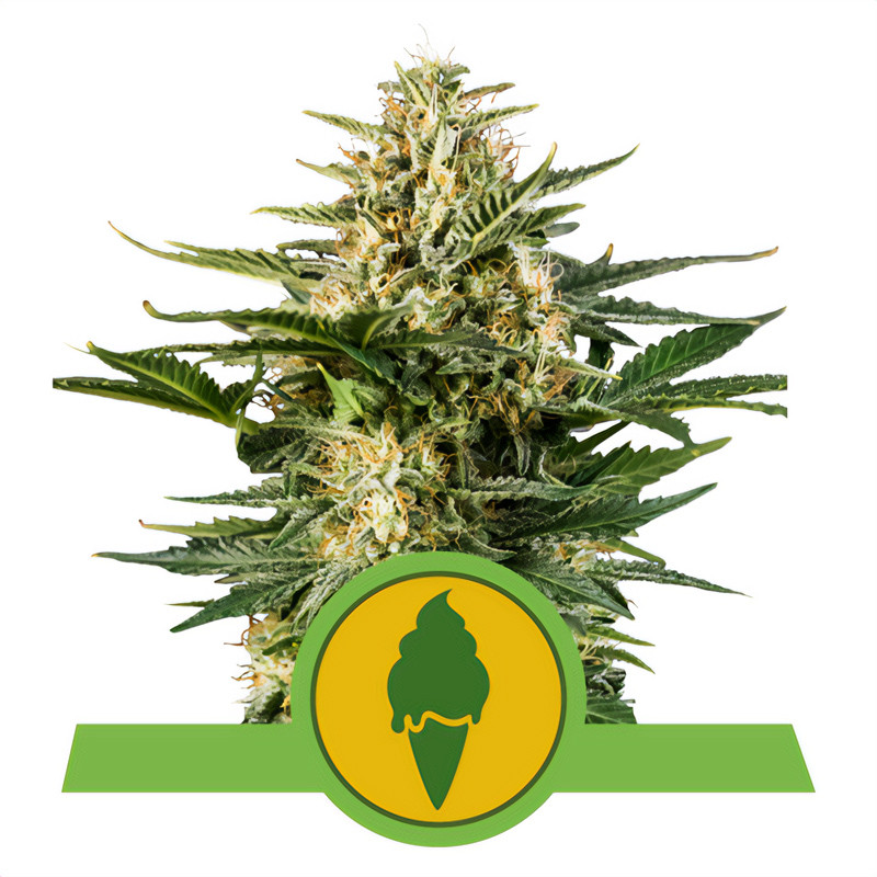 Green Gelato - Royal Queen Seeds - Autoflowering Samen