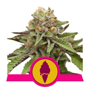 Green Gelato - Royal Queen Seeds - feminisierte Samen