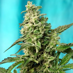 Green Poison Fast Version - Sweet Seeds - feminisierte Samen