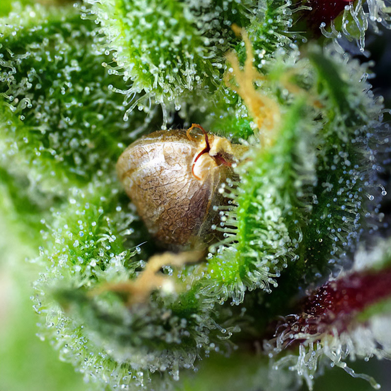 Green Poison feminisierte Cannabissamen, Ansicht 3