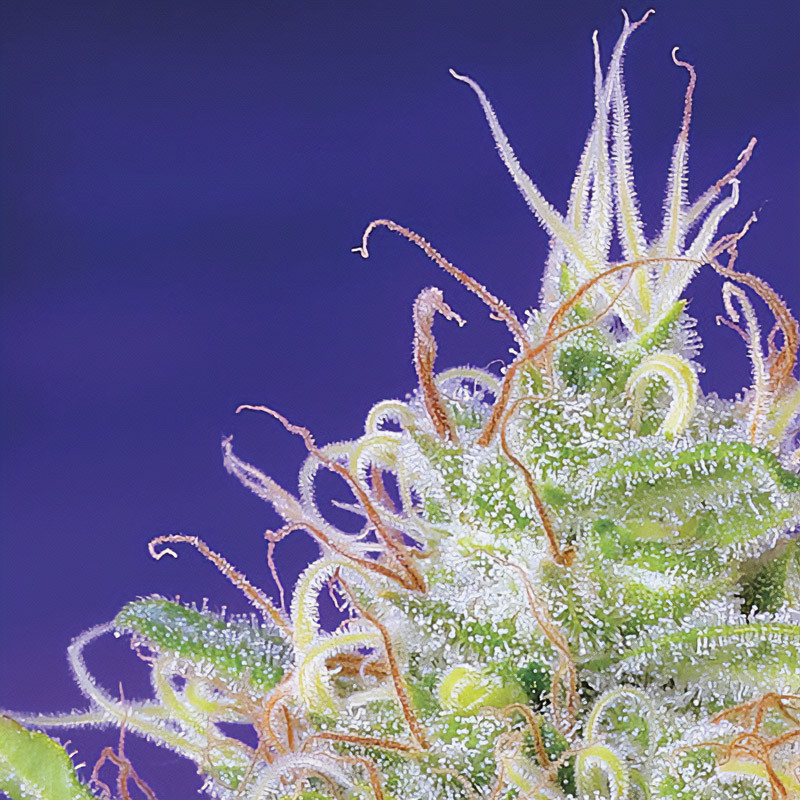 Green Poison feminisierte Cannabissamen, Ansicht 4