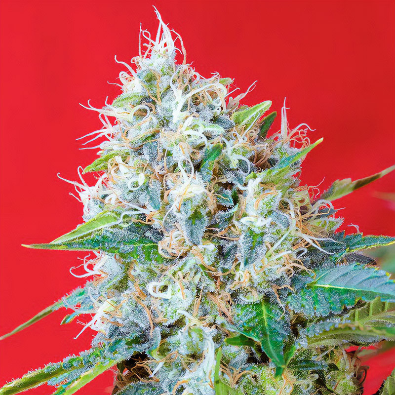 Green Poison - Sweet Seeds - feminisierte Samen