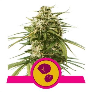 Gushers - Royal Queen Seeds - feminisierte Samen