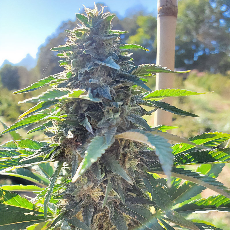 Hébé CBD Auto CBD Cannabissamen kaufen